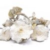 Albino A+
