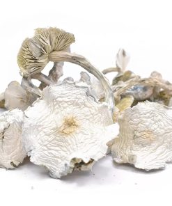 Albino A+