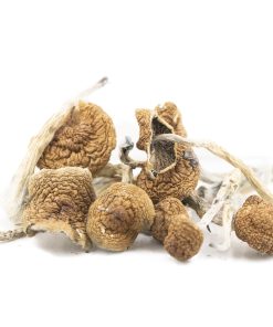 Blue Meanies (Panaeolus Cyanescens)