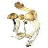 Golden Teacher