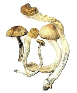 Golden Teacher