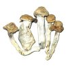 Penis Envy Cubensis
