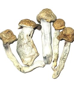 Penis Envy Cubensis