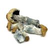 Penis Envy Mushroom