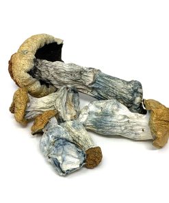 Penis Envy Mushroom