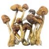 Psilocybe Cubensis B+