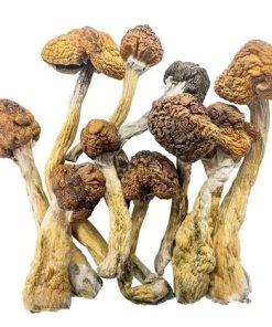 Psilocybe Cubensis B+