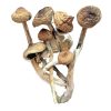 Psilocybe Cubensis Mexicana