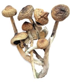 Psilocybe Cubensis Mexicana