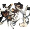 Psilocybe cubensis Ecuador