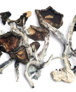 Psilocybe cubensis Ecuador
