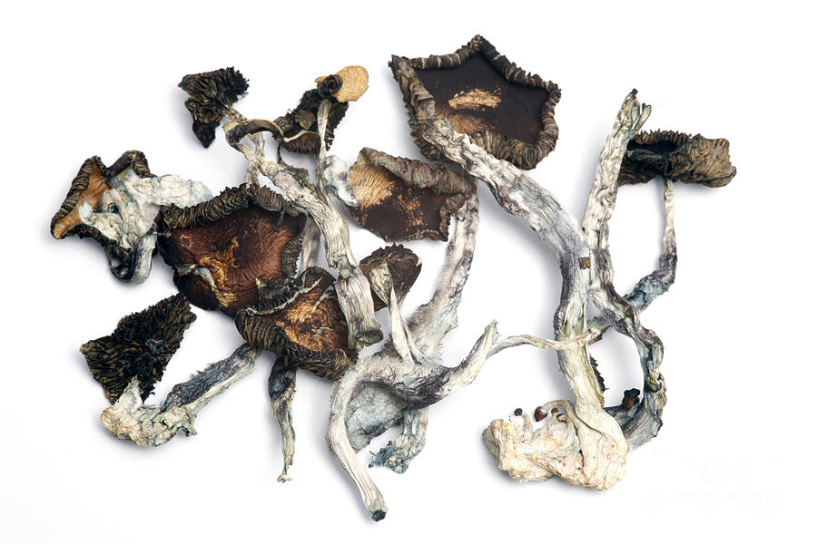 Psilocybe cubensis Ecuador